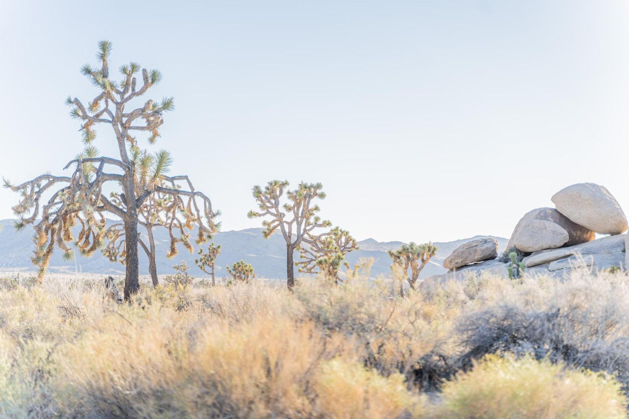 New Property! The Cactus Villas At Joshua Tree National Park - Pool, Hot Tub, Outdoor Shower, Fire Pit 二十九棕榈村 外观 照片